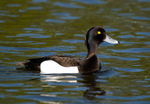 Tufted Duck