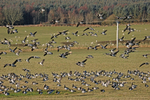 Barnacle Geese
