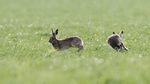 Hares 2018_0002