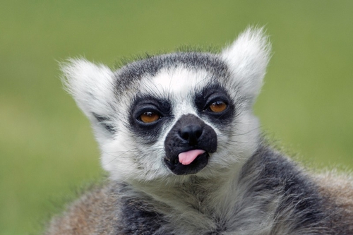 Lemurs are primates found only on the African island of Madagascar and some tiny neighboring islands. Because of its…