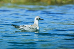 Bonaparte's Gull (juvenile), Knight Inlet, Canada
