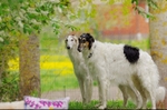 Penny and Athos in May21