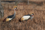 Grey Crowned-Crane