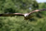 Red Kite _AGT054