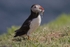 Puffin