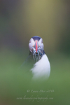 Cheeky faced Puffin