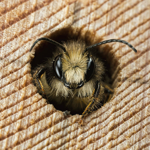 <i>Osmia bicornis</i> male looking out of a nest hole in my garden "bee hotel". Warwickshire, April 2014.