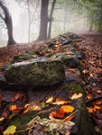 Wilsons Woods