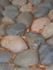 Pebbles, Holland Park