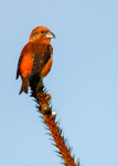 Crossbill 2
