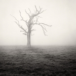 Tree and Mist (square format)