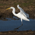 Great White Egret about to touch down