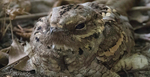 Long Tailed Nightjar