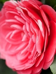 Pink Camellia