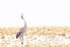 Sandhill Crane vocalizing