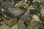 Myoxocephalus scorpius