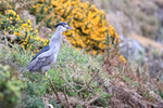 Black-crowned Night-Heron & yellow gorse, Carcass Island, Falklands