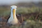 Waved Albatross portfolio