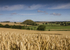 Silbury Hill and crop circle