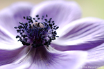 Flowers 17 - 02