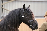 SIAL0266