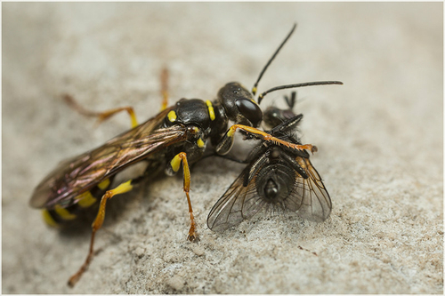 Female [i]Mellinis arvensis[/i] wasp with dipteran prey. Staffordshire garden, August 2016.