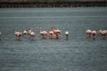 Greater Flamingos