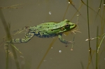 Marsh Frog