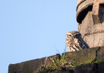 Little Owl
