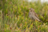Meadow Pipit