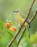 Long-tailed Silky-flycatcher (female), Costa Rica
