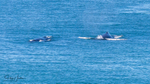 Humpbacks 1