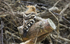 Hoopoe