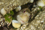 Lipophrys pholis