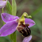 Bee Orchid (Ophrys apifera) 