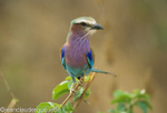 Lilac-breasted roller