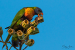 Lorikeet Gumnuts 1