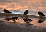 Turnstones at sunrise Sidmouth