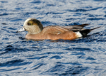 American Wigeon 1