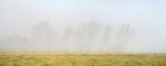Trees in mist