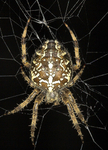 Orb Weaver Spider