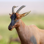 Topi close-up, Masai Mara, Kenya