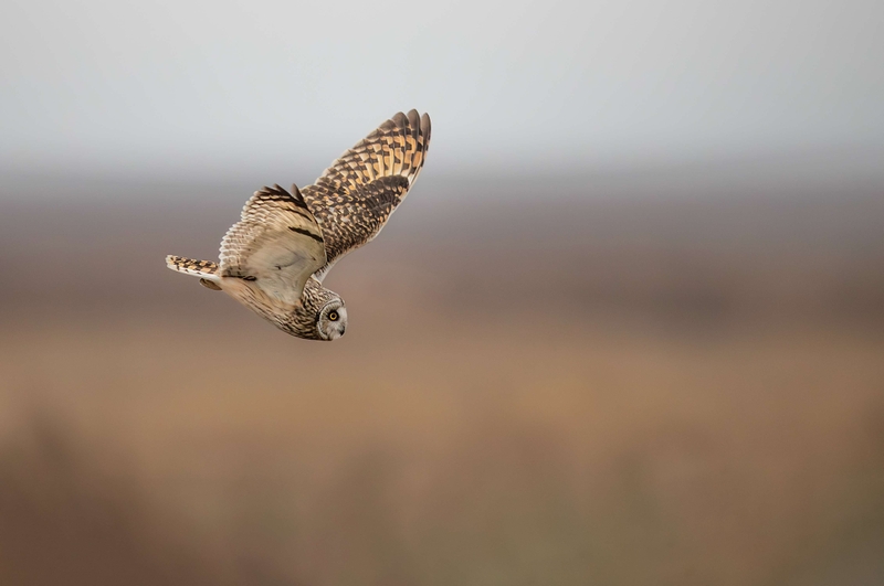 Short Eared Owl