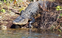 Aligators _0010