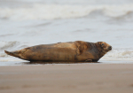 Grey Seal