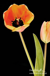 070420 -0174a