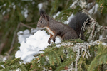 Red Squirrel 1901-19294