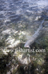 Bonefish & Fly.