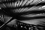 Palm Study 01