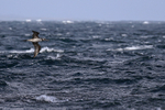 Gannet portfolio